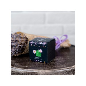 Набор для выращивания «Small village cube «Эхиноцереус»